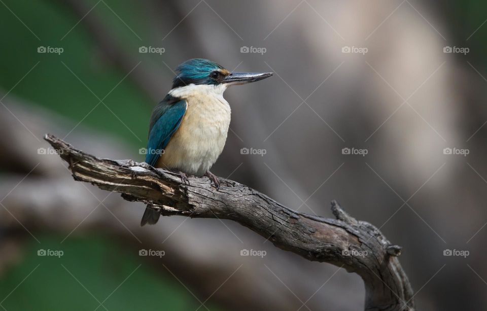 king Fisher on a branch at a wetlands
