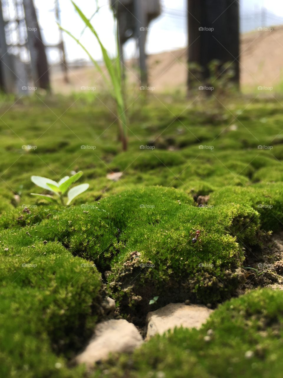 Green moss. 