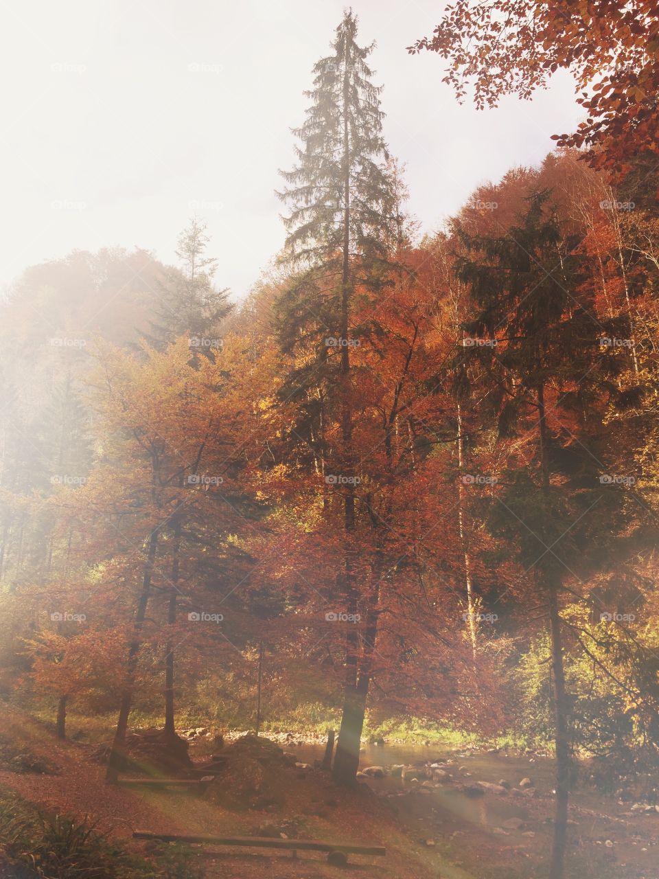 Autumn trees in forest