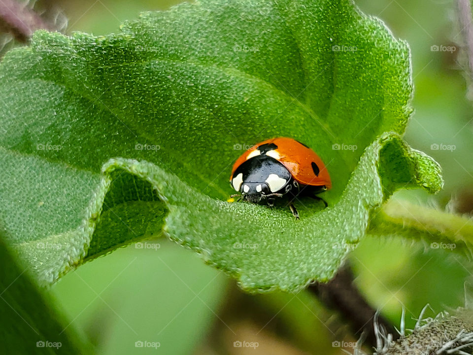 Closeup of a Ladybug / ladybird on green textured leaf