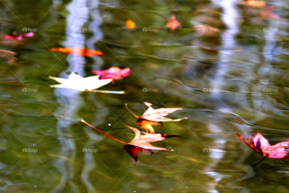 autumn leaves floating