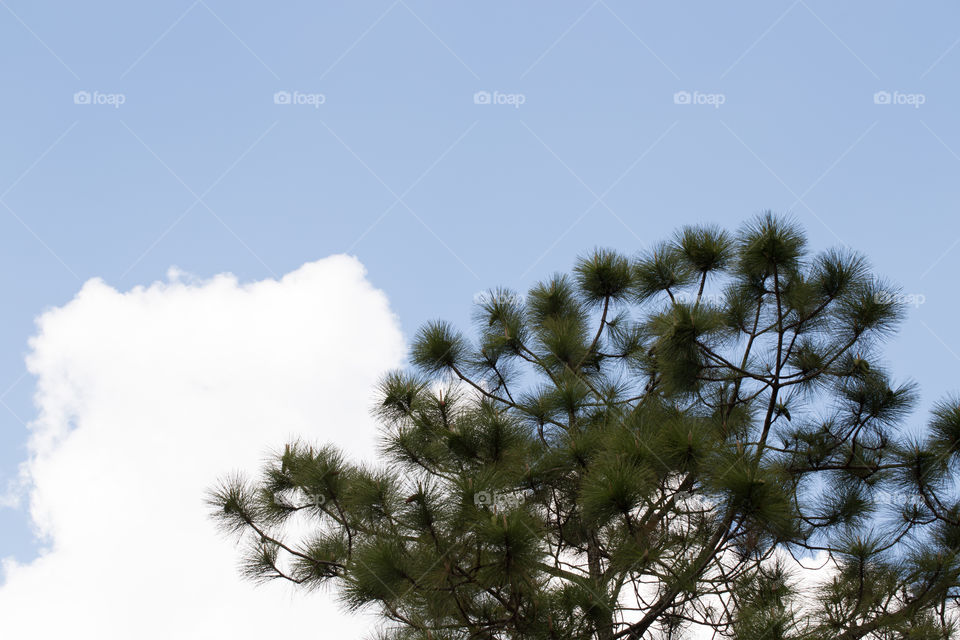 Pine tree 