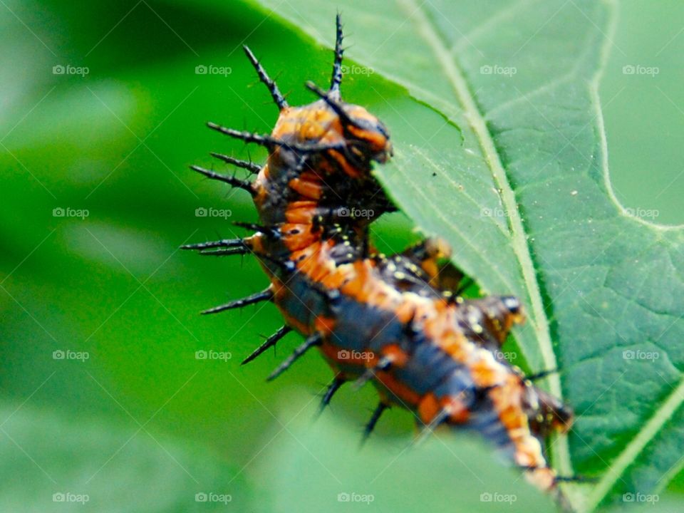 Agraulis vanillae caterpillar 