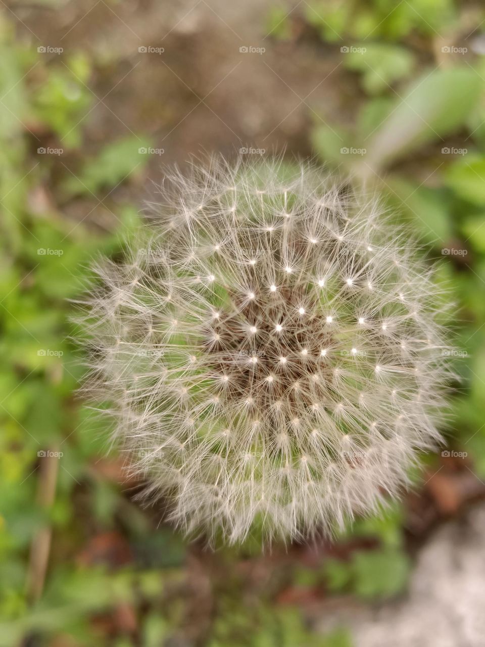Dandelion