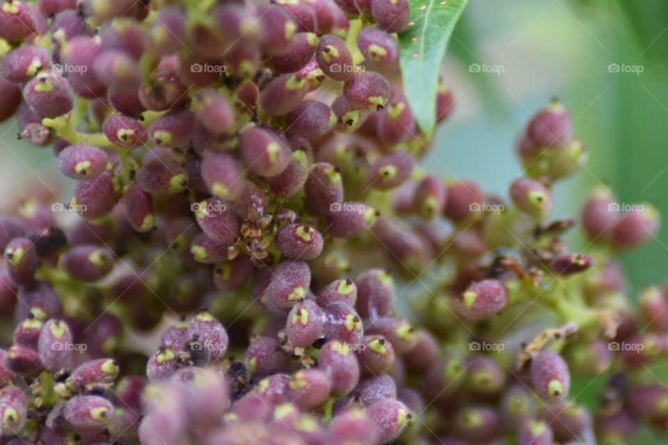 Winged Sumac Berries