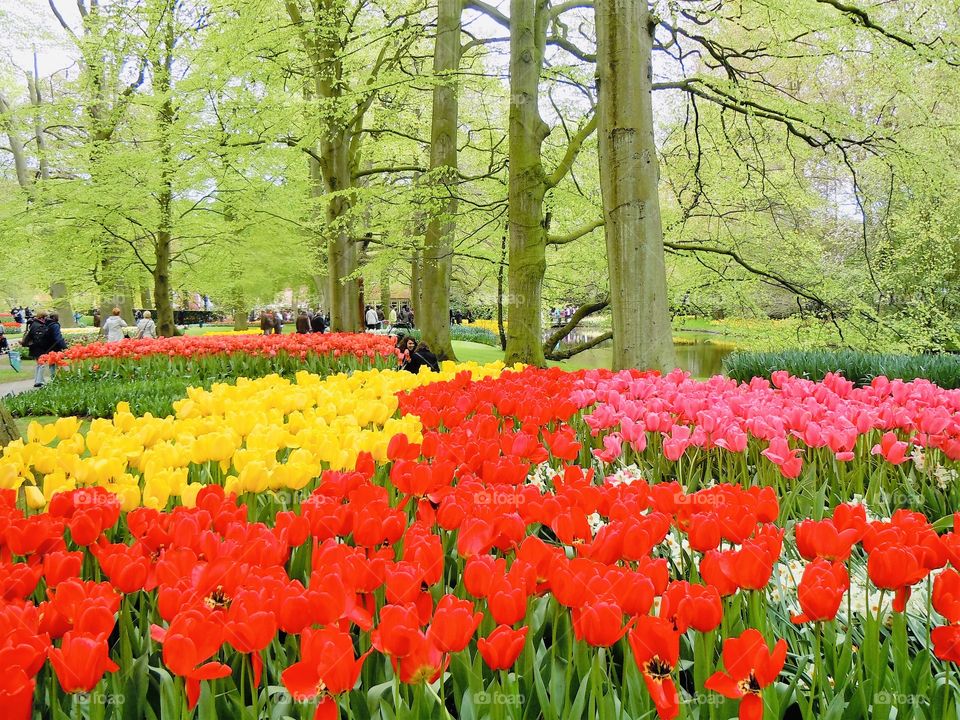 Keukenhof tulip garden Lisse Holland