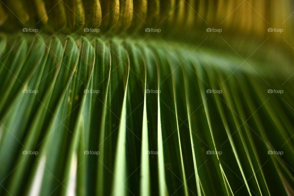 Leaf of Palm 