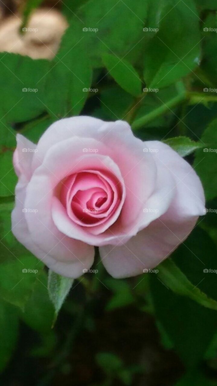 Rose Flower  in  a  Garden