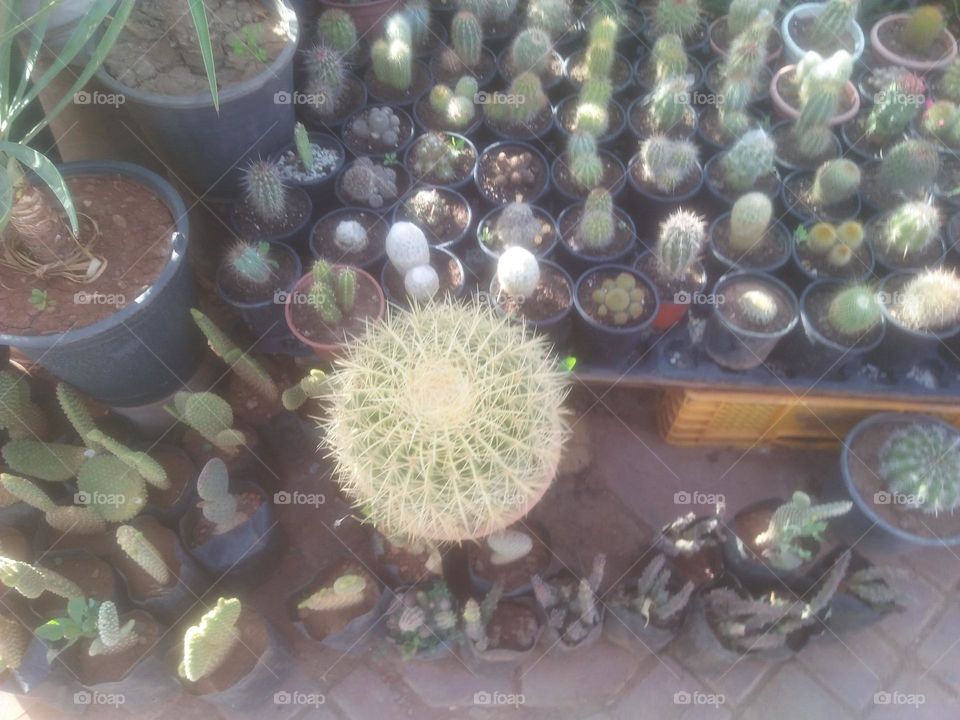 Beautiful cactus