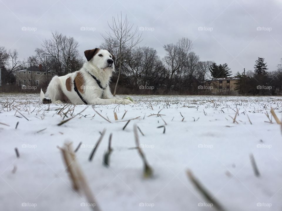 Playing with dog in snowy field 