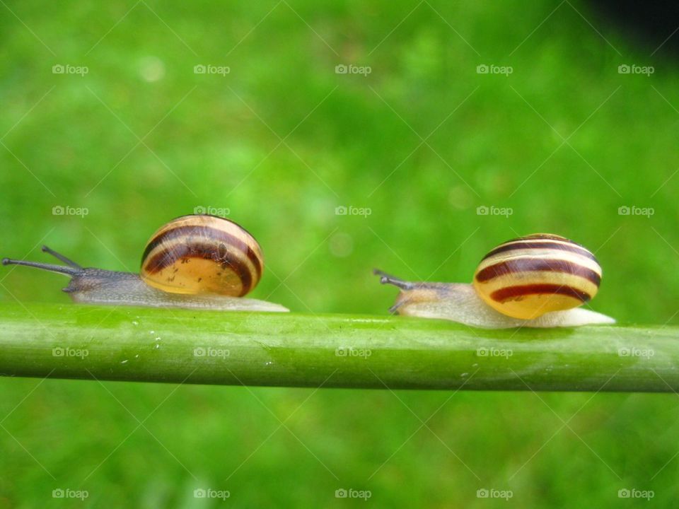 snail