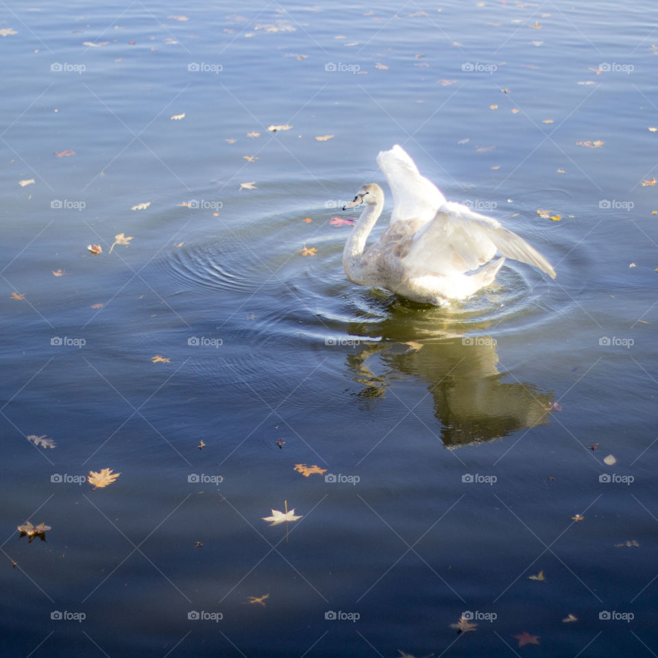 swan with autumn leaves