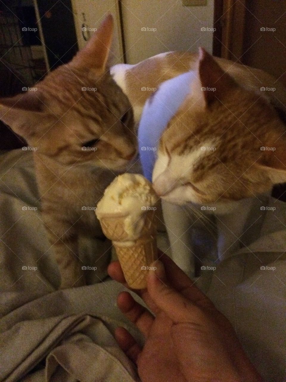 Kittens eating ice cream 