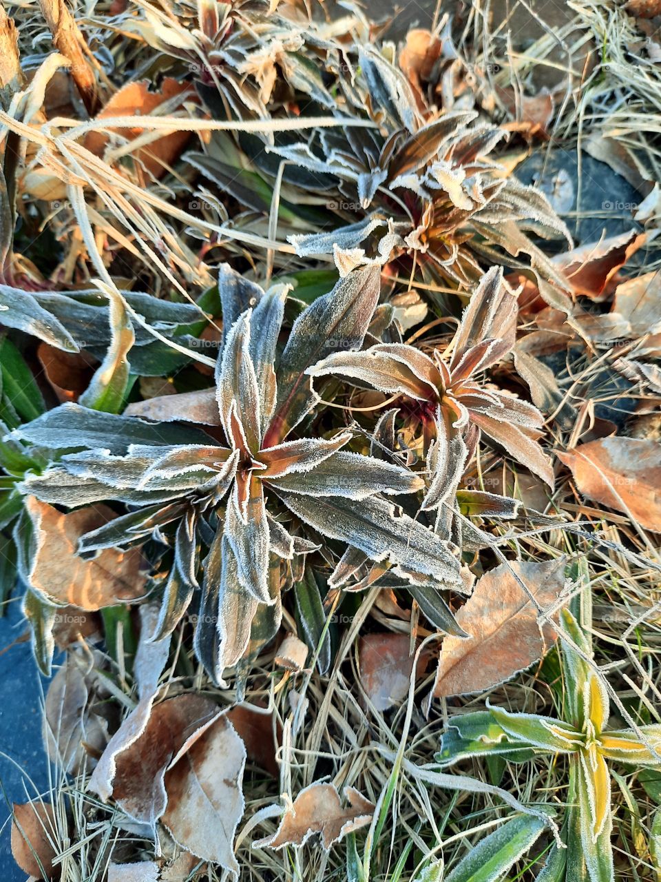 New colours  of springtime sunlit  leaves of a bearded clove