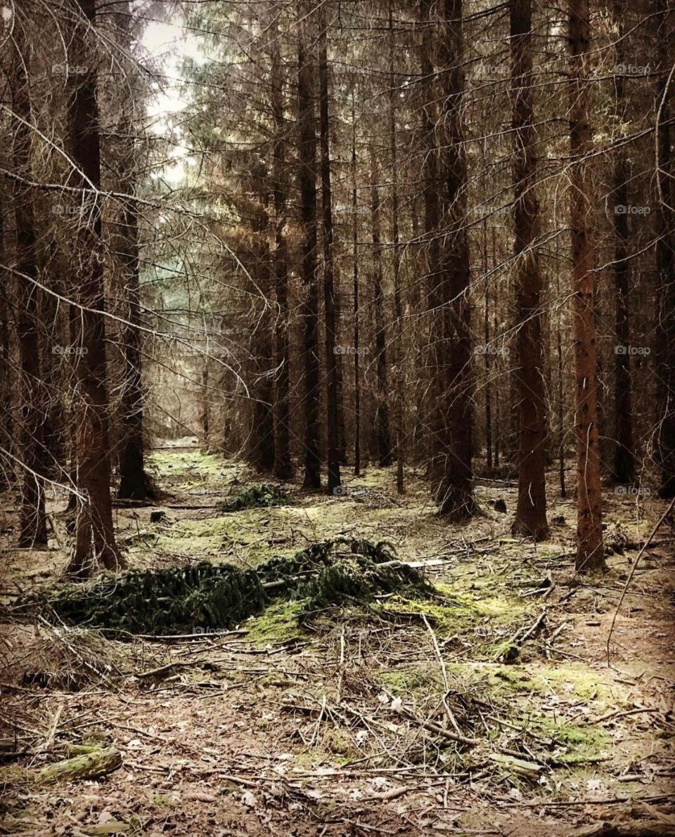 Walking through the woods and enjoying the fresh air.