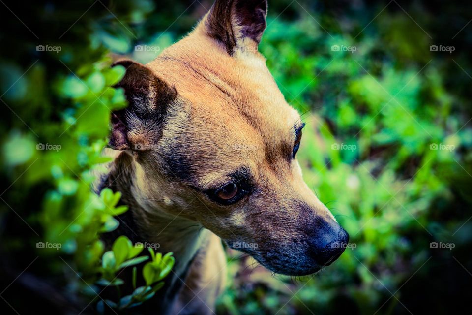 curious chihuahua pokes its head out from behind the bushes