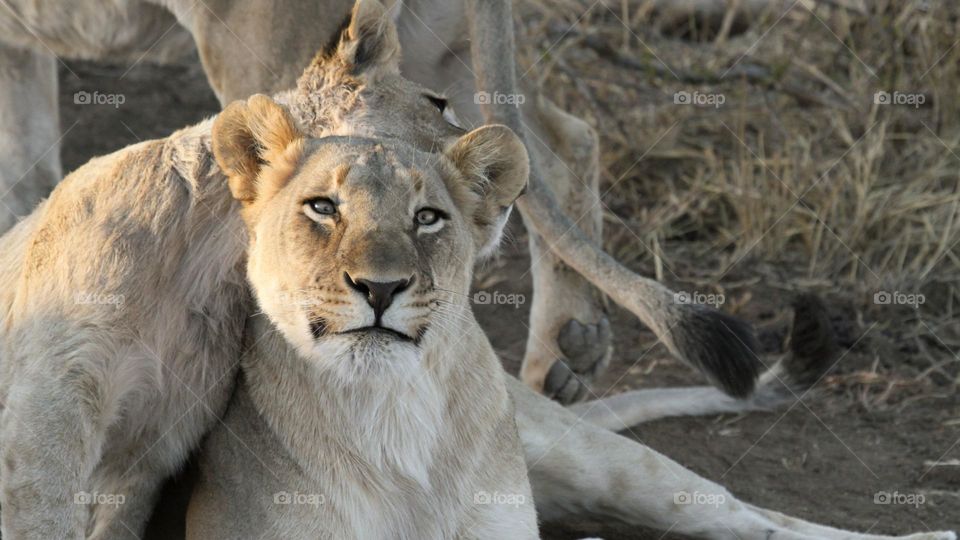 Lioness and cub cuddleing