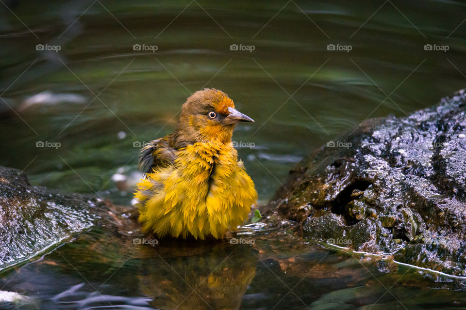 little bird taking a bath in a river during spring time 