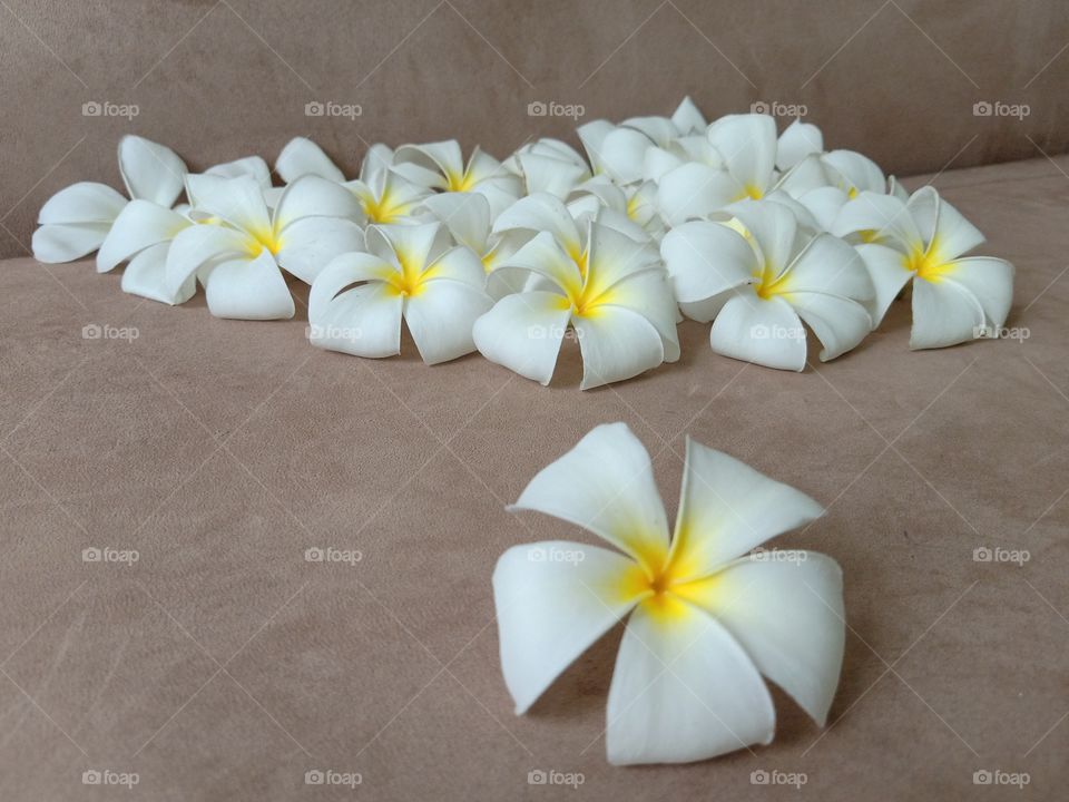 Beautiful Plumeria