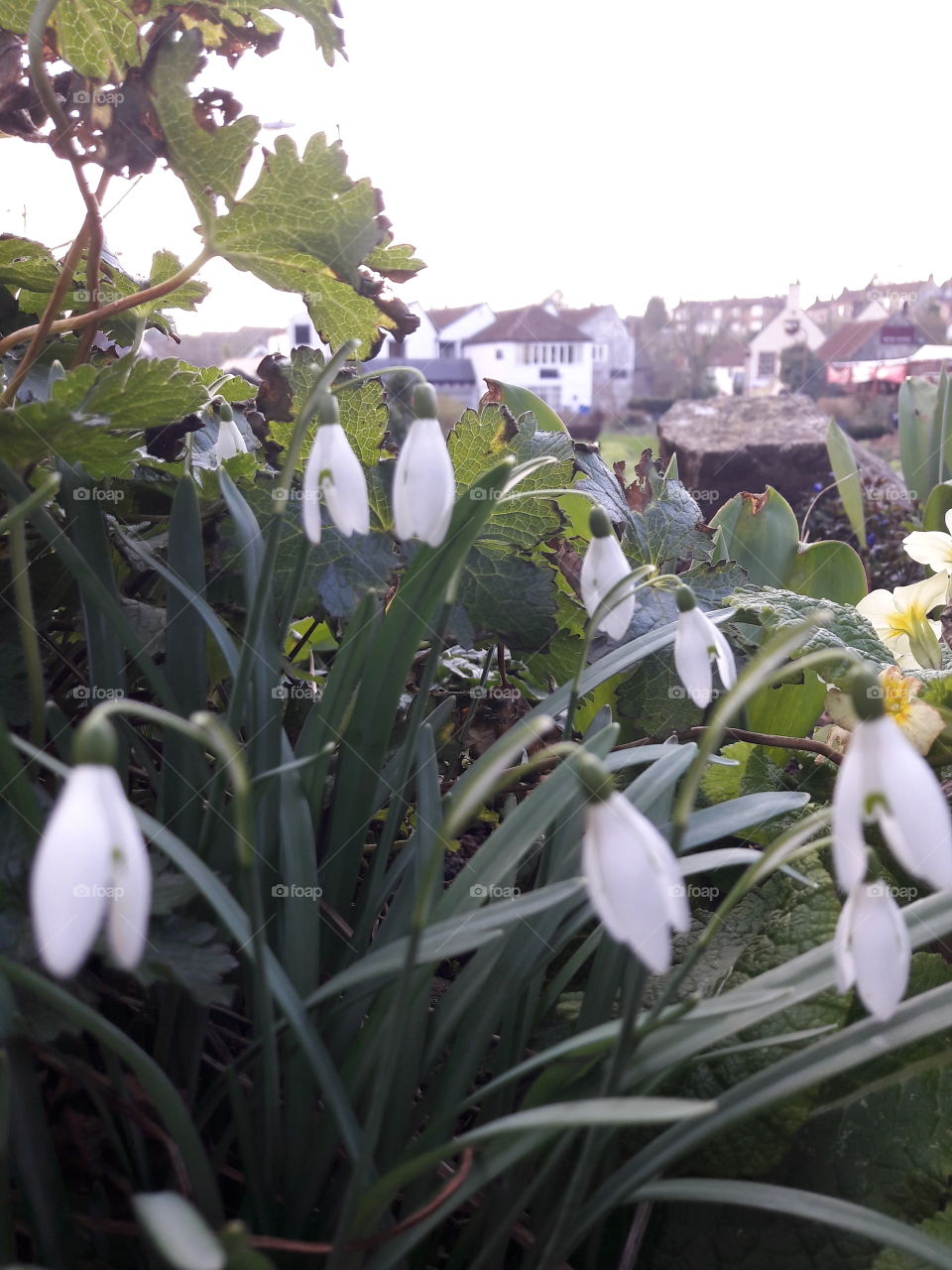 snowdrops