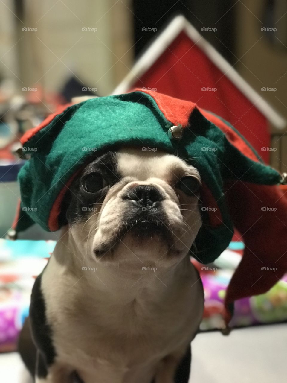 My Boston Terrier pup donned a festive hat & helped wrap presents. I think she expected there was something in the presents for her! 🍗