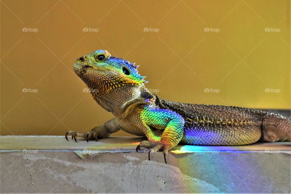 bearded dragon with a prism rainbow on his body with warm yellow background