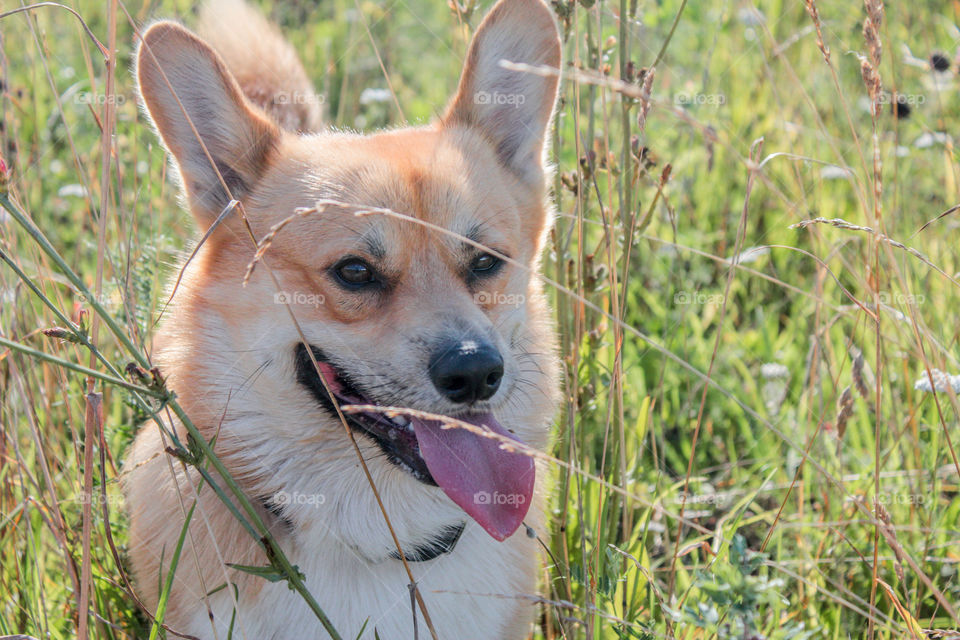 breed corgi dog for a walk