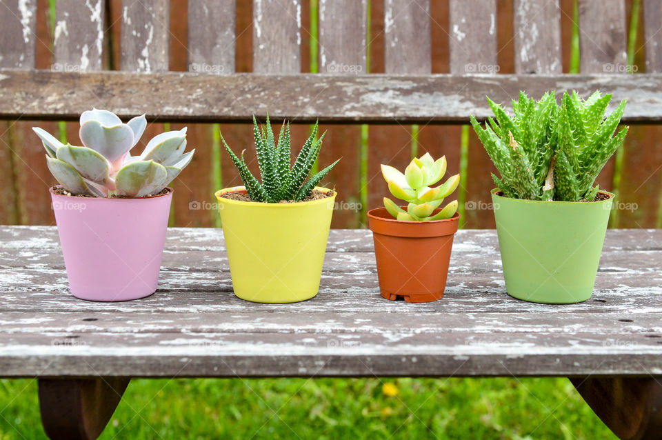 Row of assorted potted cacti on a rustic wooden bench