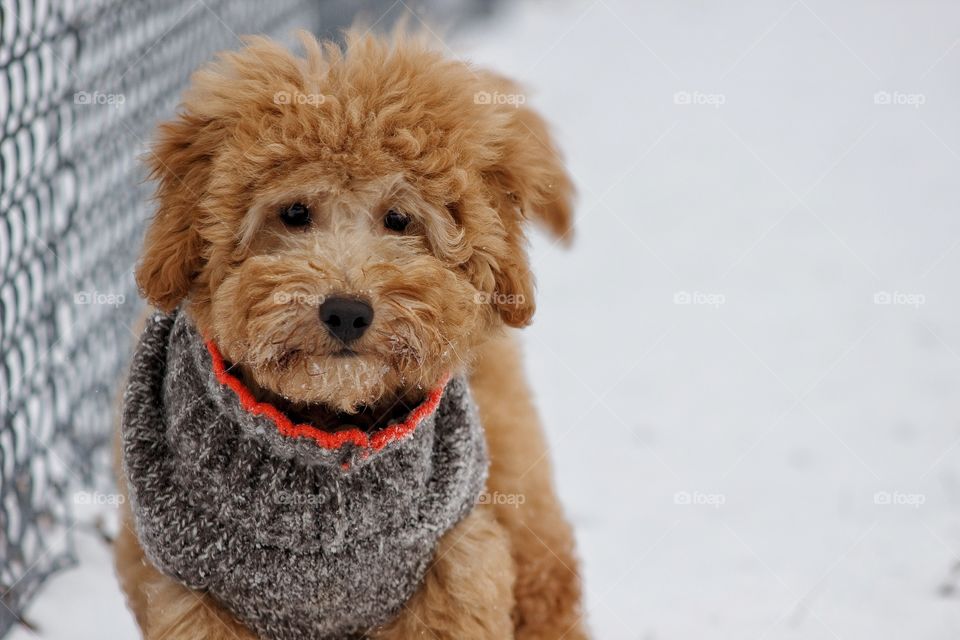 puppy portrait