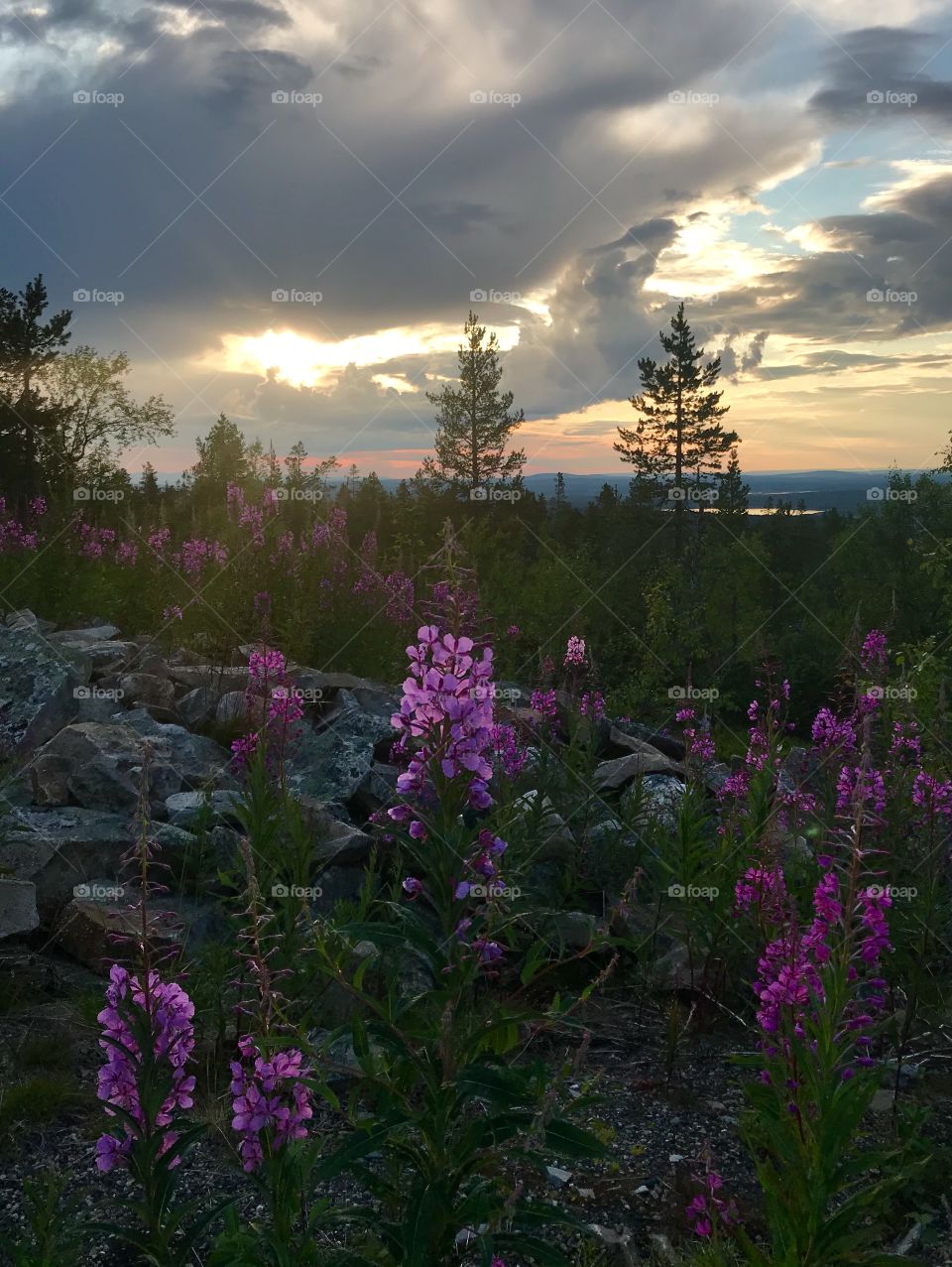 Sunset. Flowers.