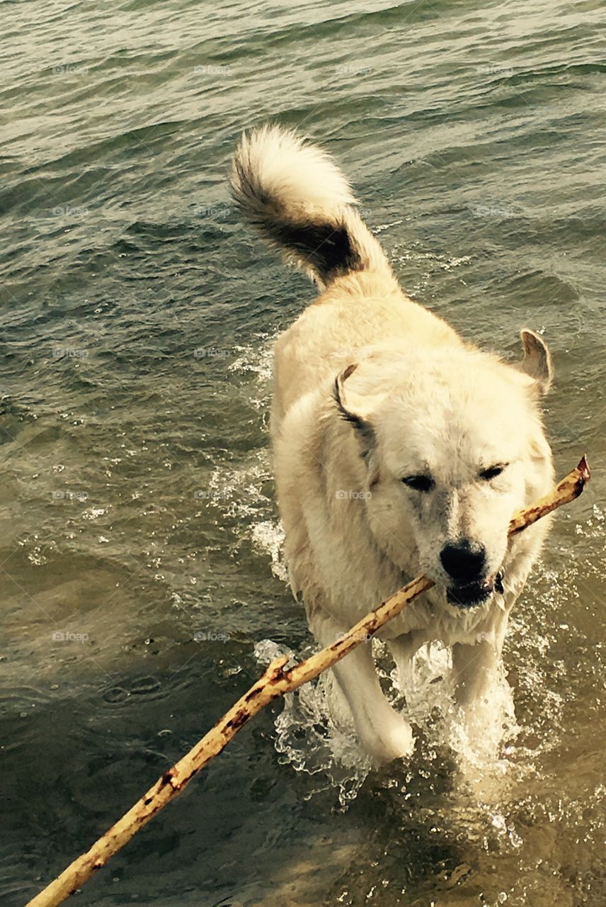 Beach sticks and fetching with Miya 