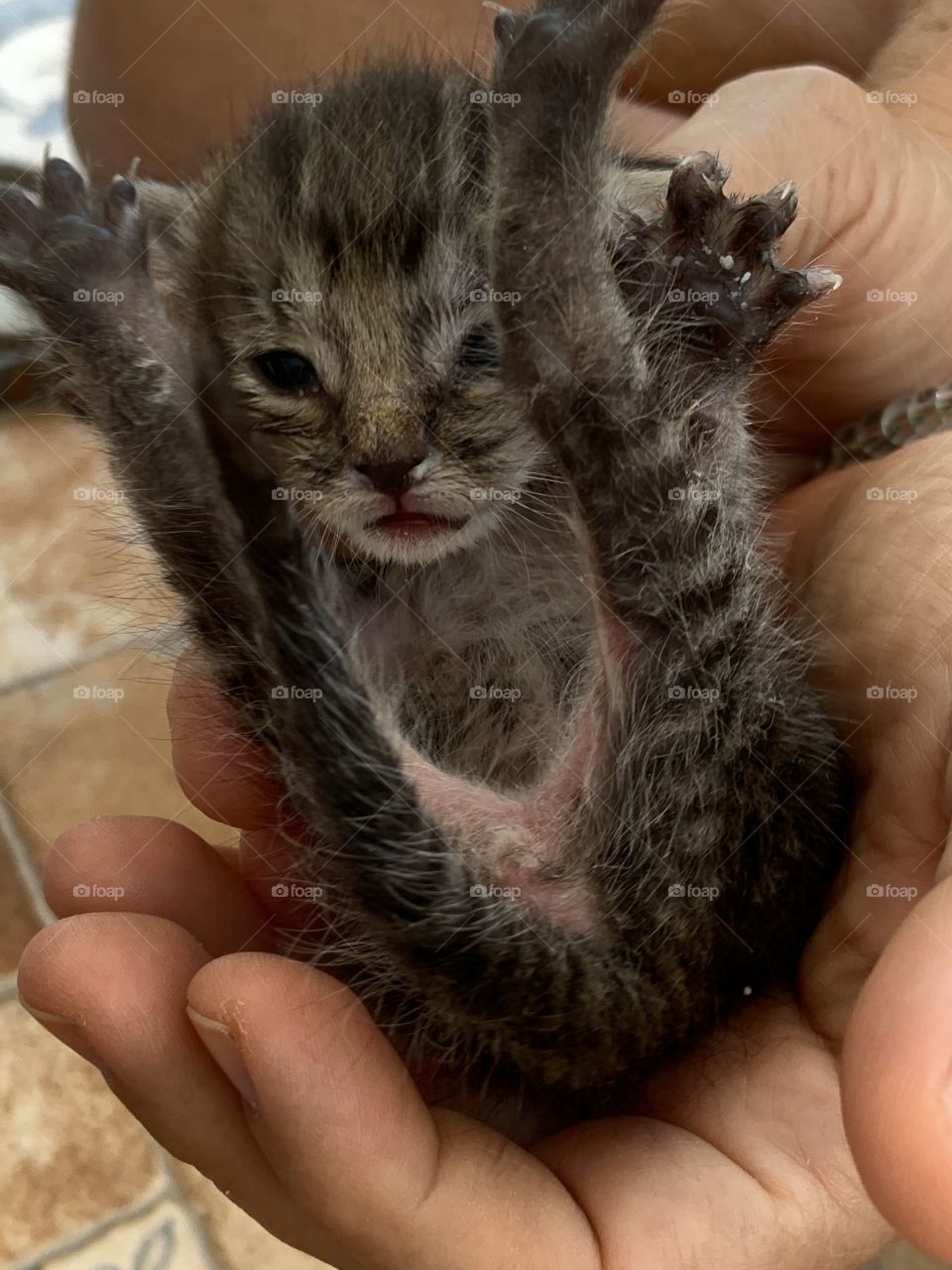 Little kitten in a hand 
