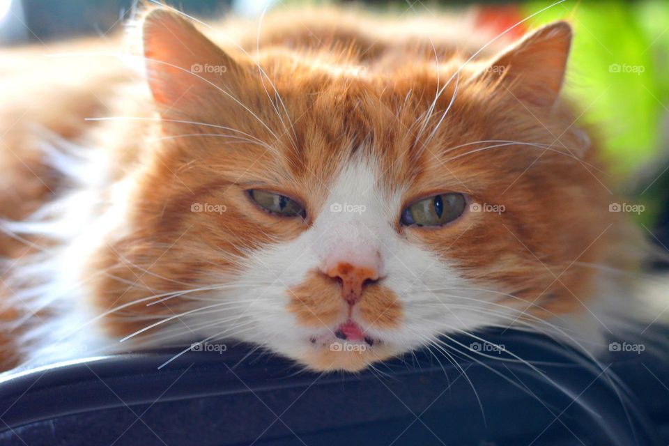 cat beautiful portrait close up