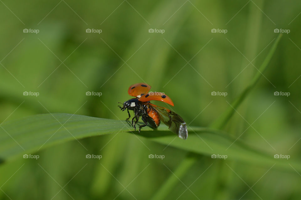 Summer, a sunny day, the grass is green, the Ladybug is running, bask in the sun, and take shelter in the grass, in the coolness of the shady grass.