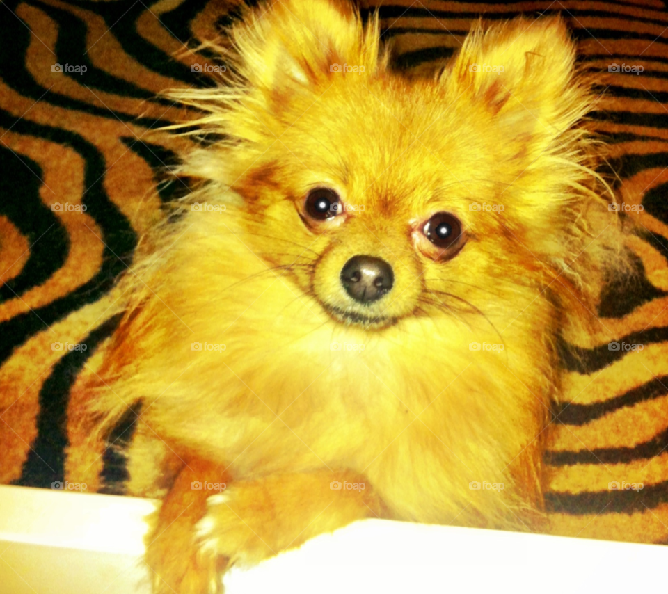 orange dog cute puppy by binkyboo