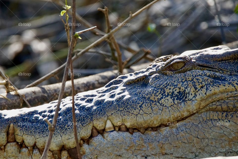 Salt water Crocodile