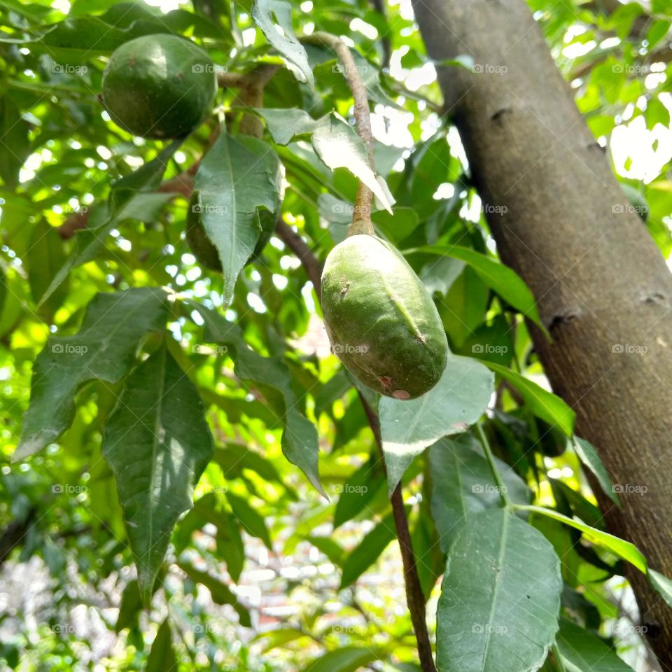 Ambarella fruit on the tree