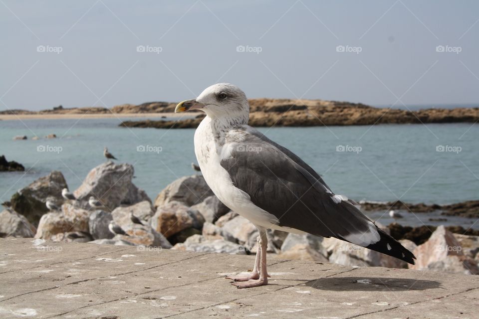 seagull