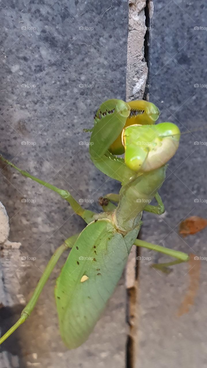 green mantis on grey wall