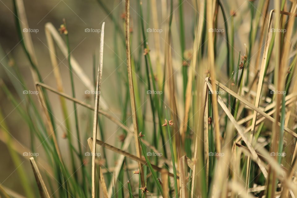 Swamp grass