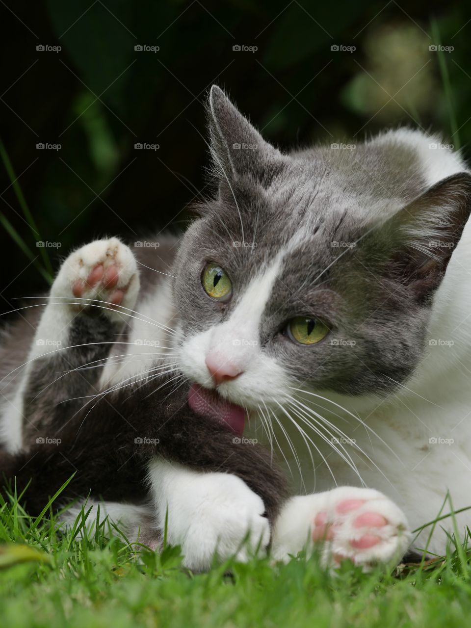 Cat licking itself