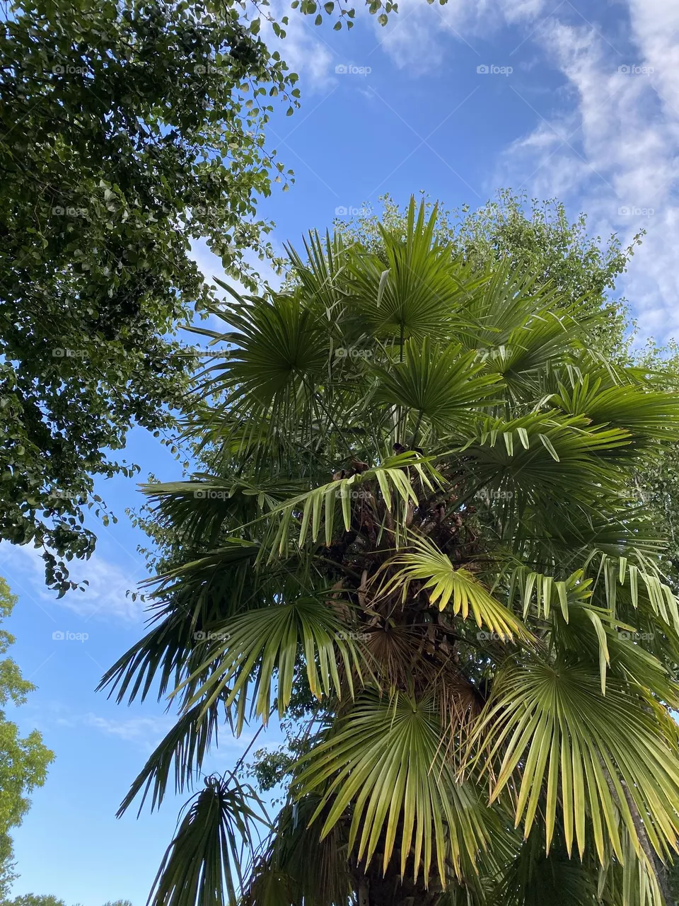 Palm