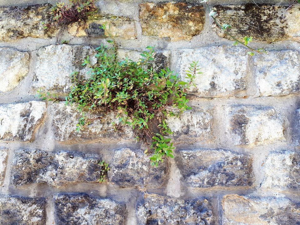 Old stone wall with green bush. Ancient wall background