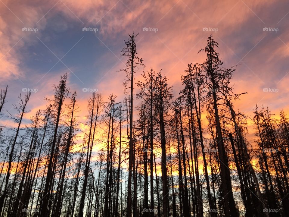 Sunset with silhouette of trees