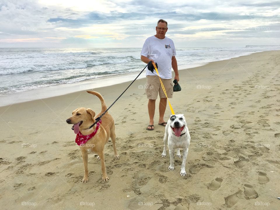 Dog walk on the beach
