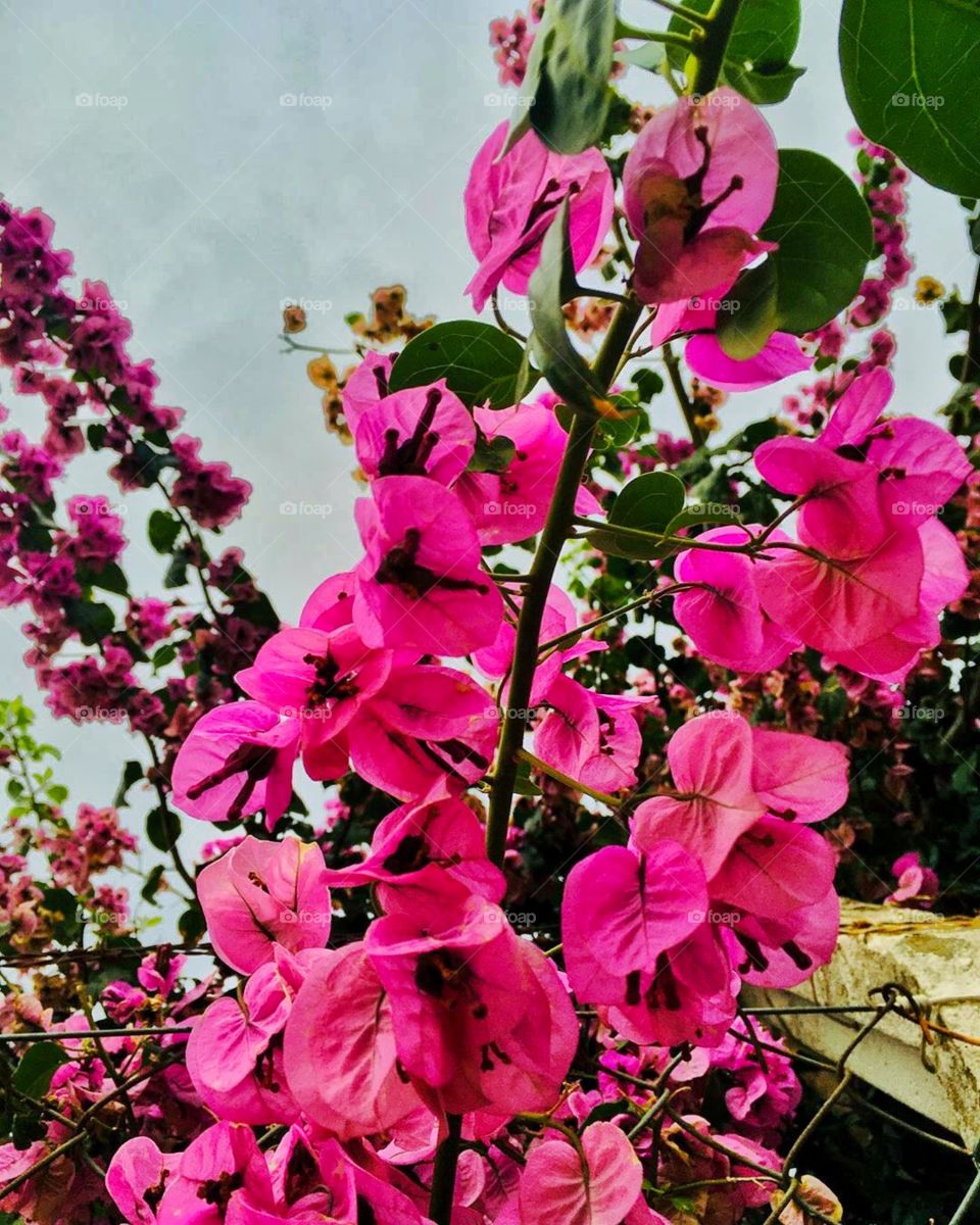 Where life plants you, bloom with grace.