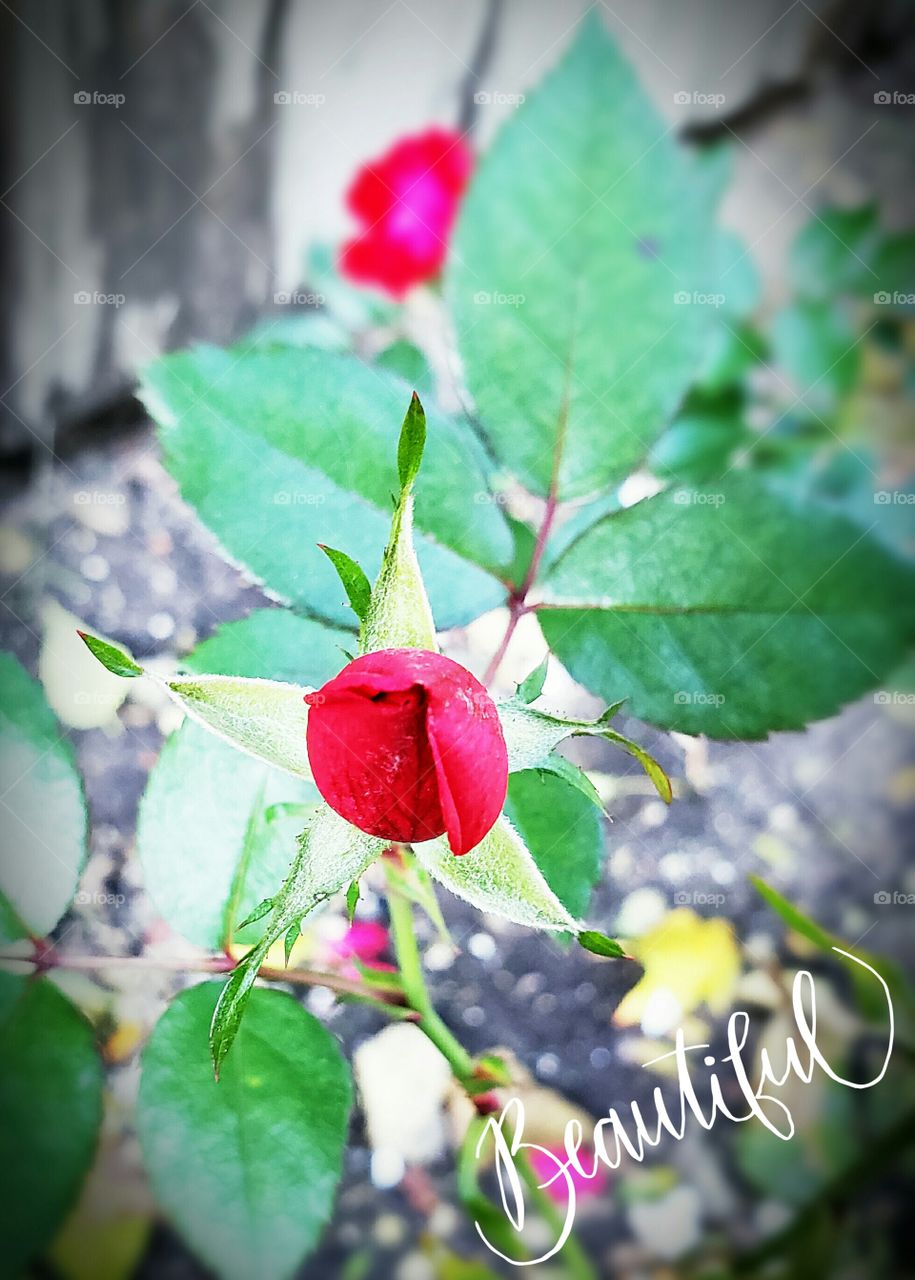 beautiful red rose