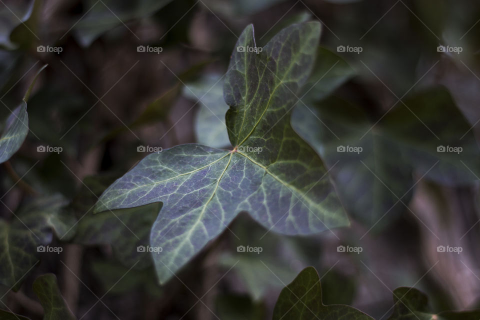 Close-up of leaves