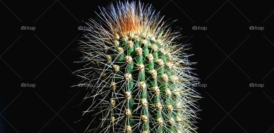 Very huggable cactus