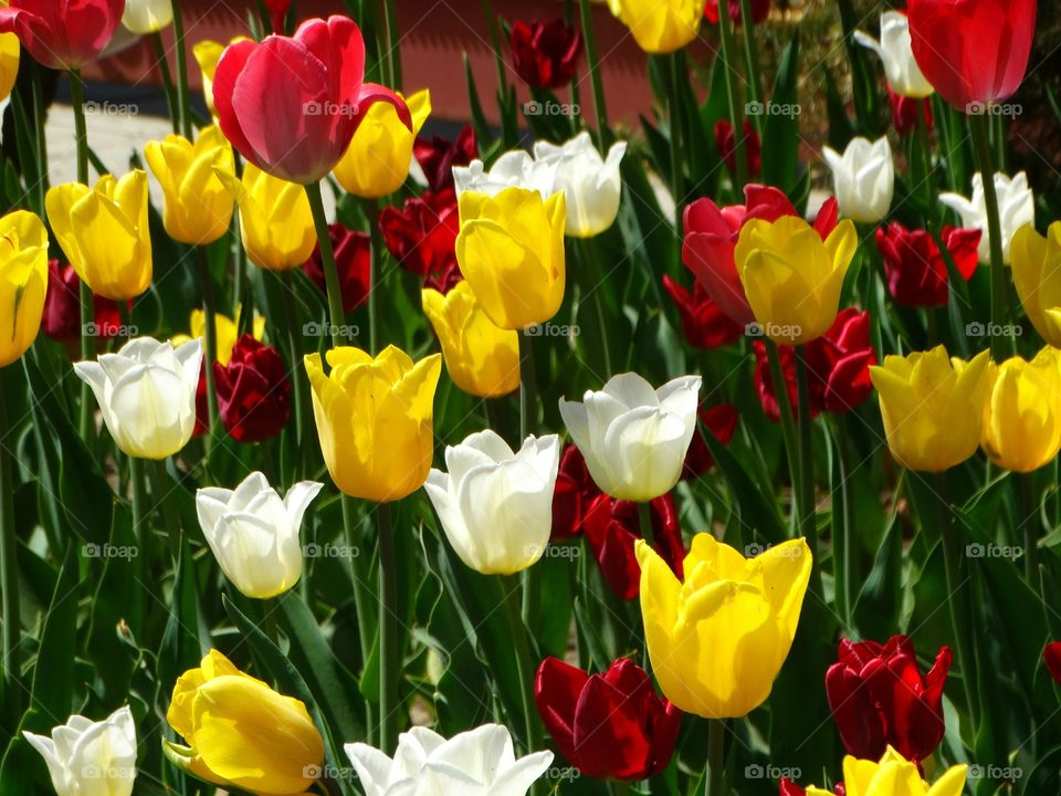 Amazing flowers tulips